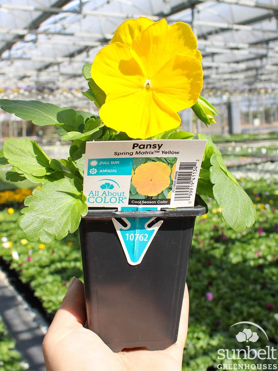 3.5" Pansy Spring Matrix Yellow