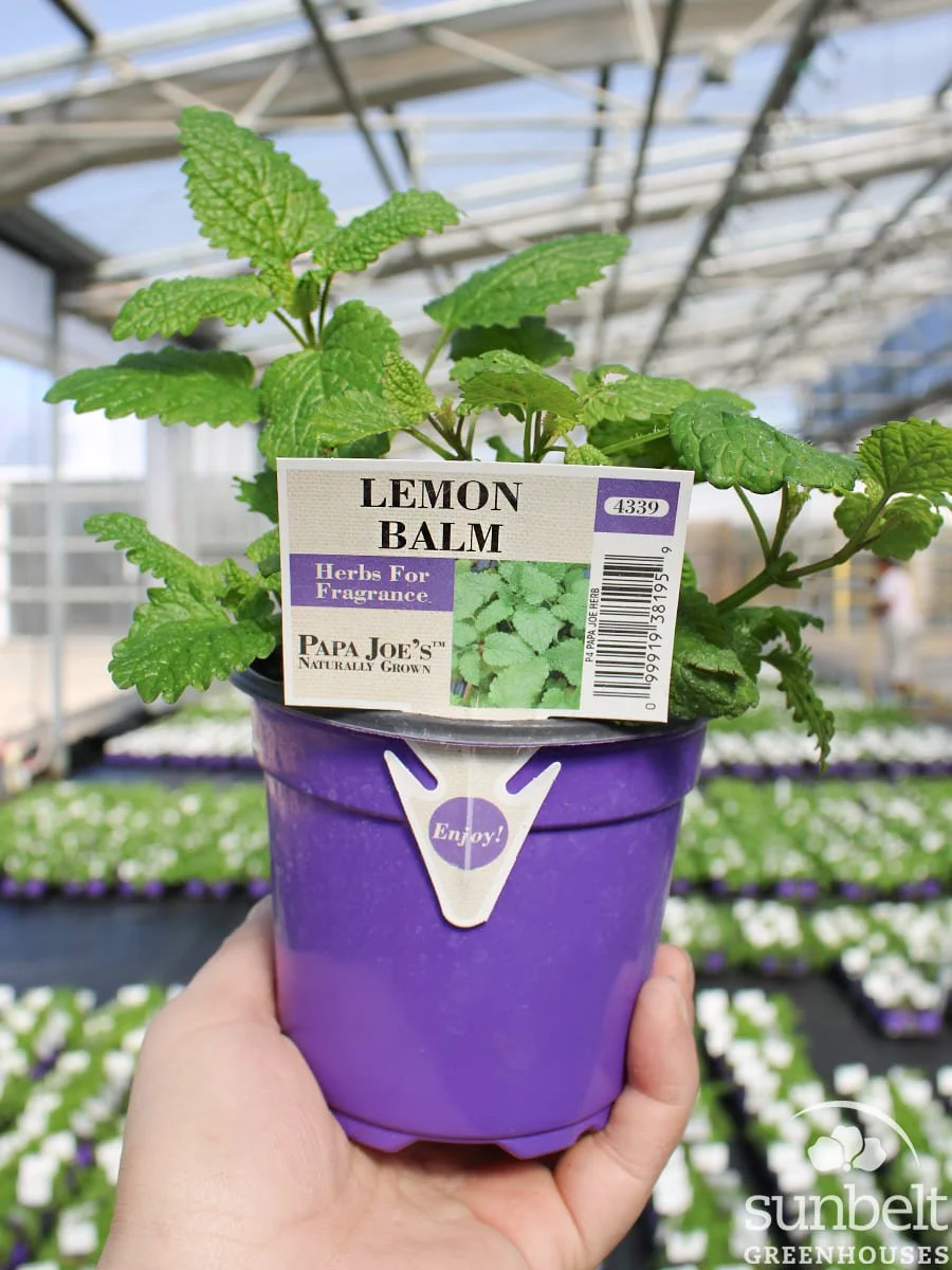 4" PPJ Lemon Balm