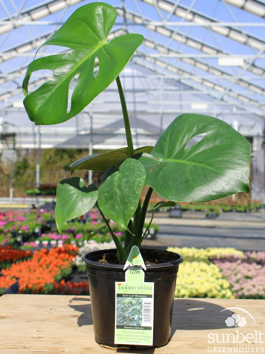 5.5" Monstera Split Leaf