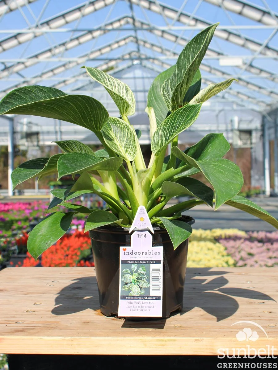 5.5" Philodendron Birkin