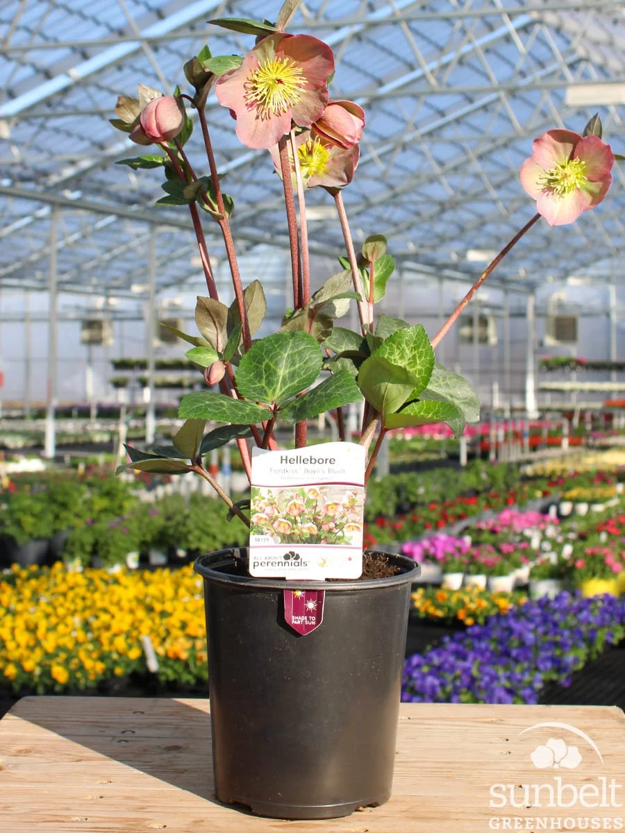 6.3" Hellebores Frostkiss Bayli's Blush