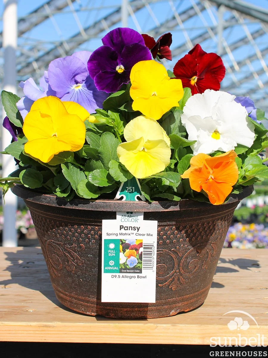 9.5" Bowl Pansy Spring Matrix Clear Mix