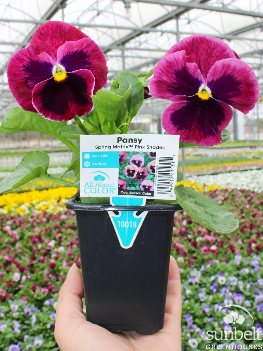 3.5" Pansy Spring Matrix Pink Shades