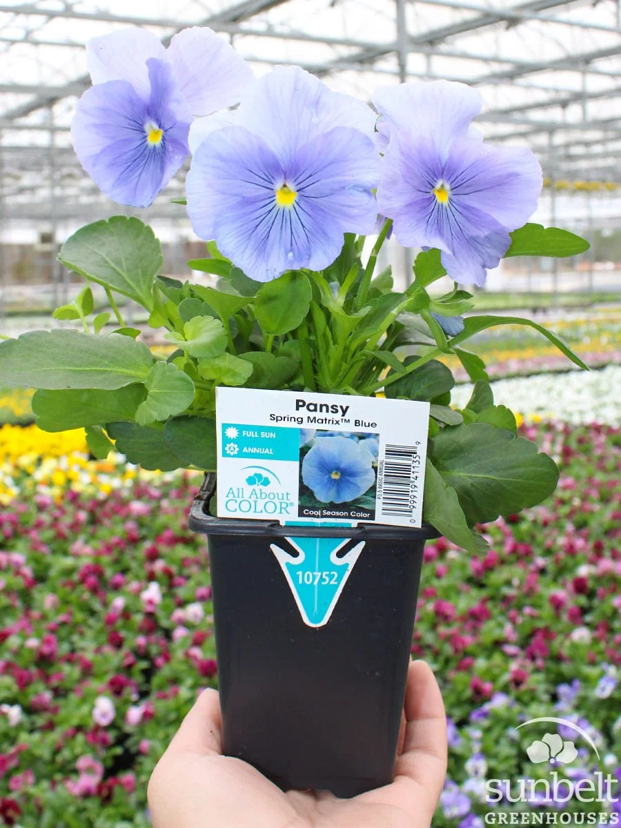 3.5" Pansy Spring Matrix Blue