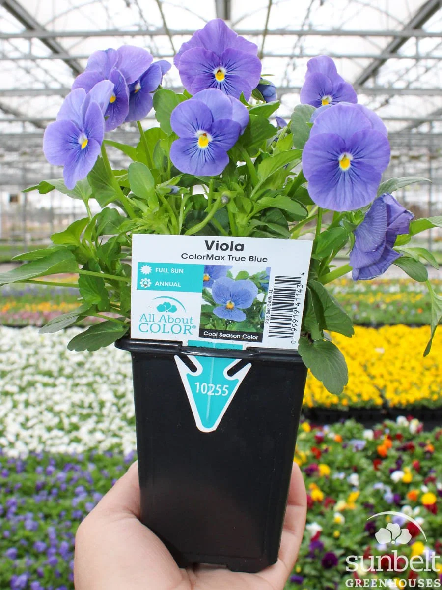 3.5" Viola ColorMax True Blue