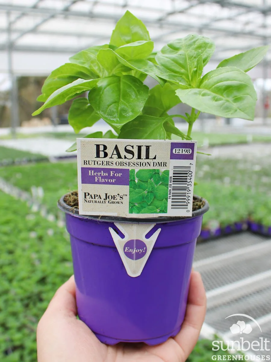4" PPJ Herb Basil Rutgers DMR Obsession