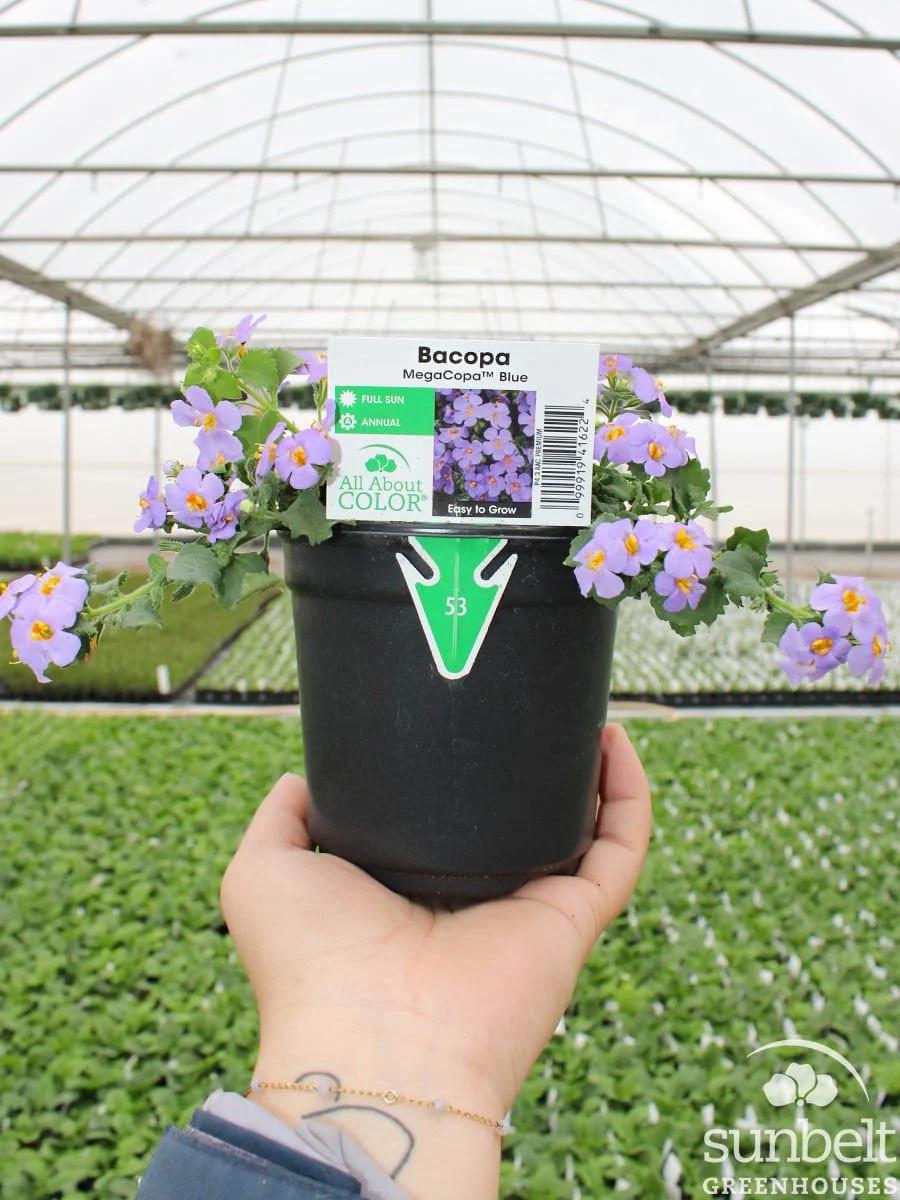 4.3" Bacopa MegaCopa Blue