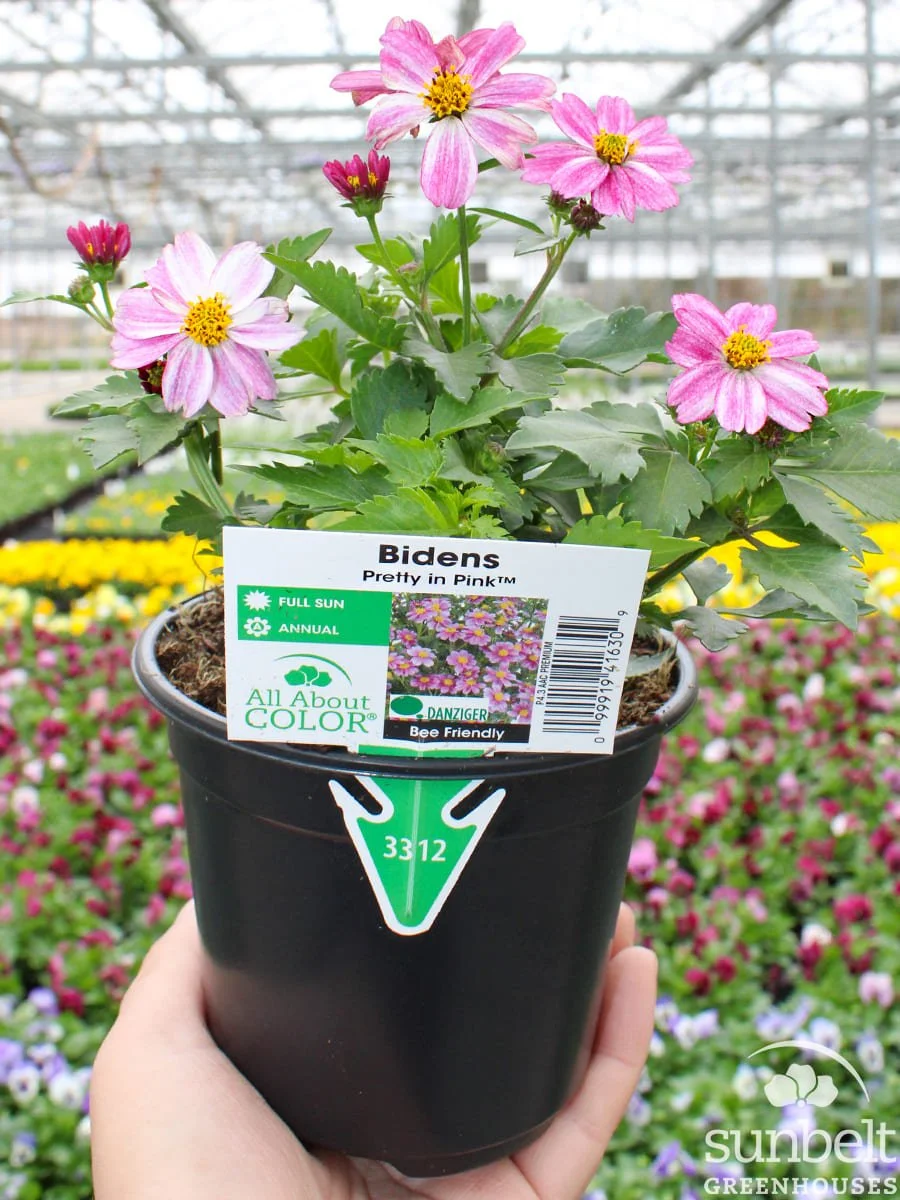 4.3" Bidens Pretty in Pink