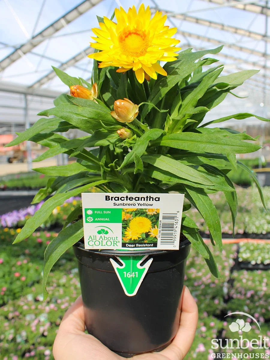4.3" Bracteantha Sunbrero Yellow