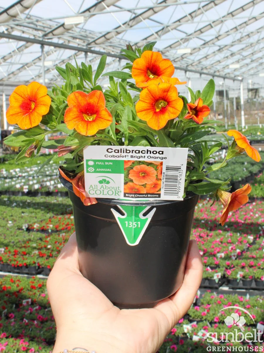 4.3" Calibrachoa Cabaret Bright Orange