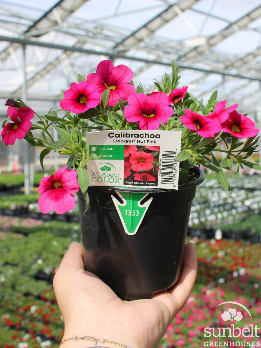 4.3" Calibrachoa Cabaret Hot Pink