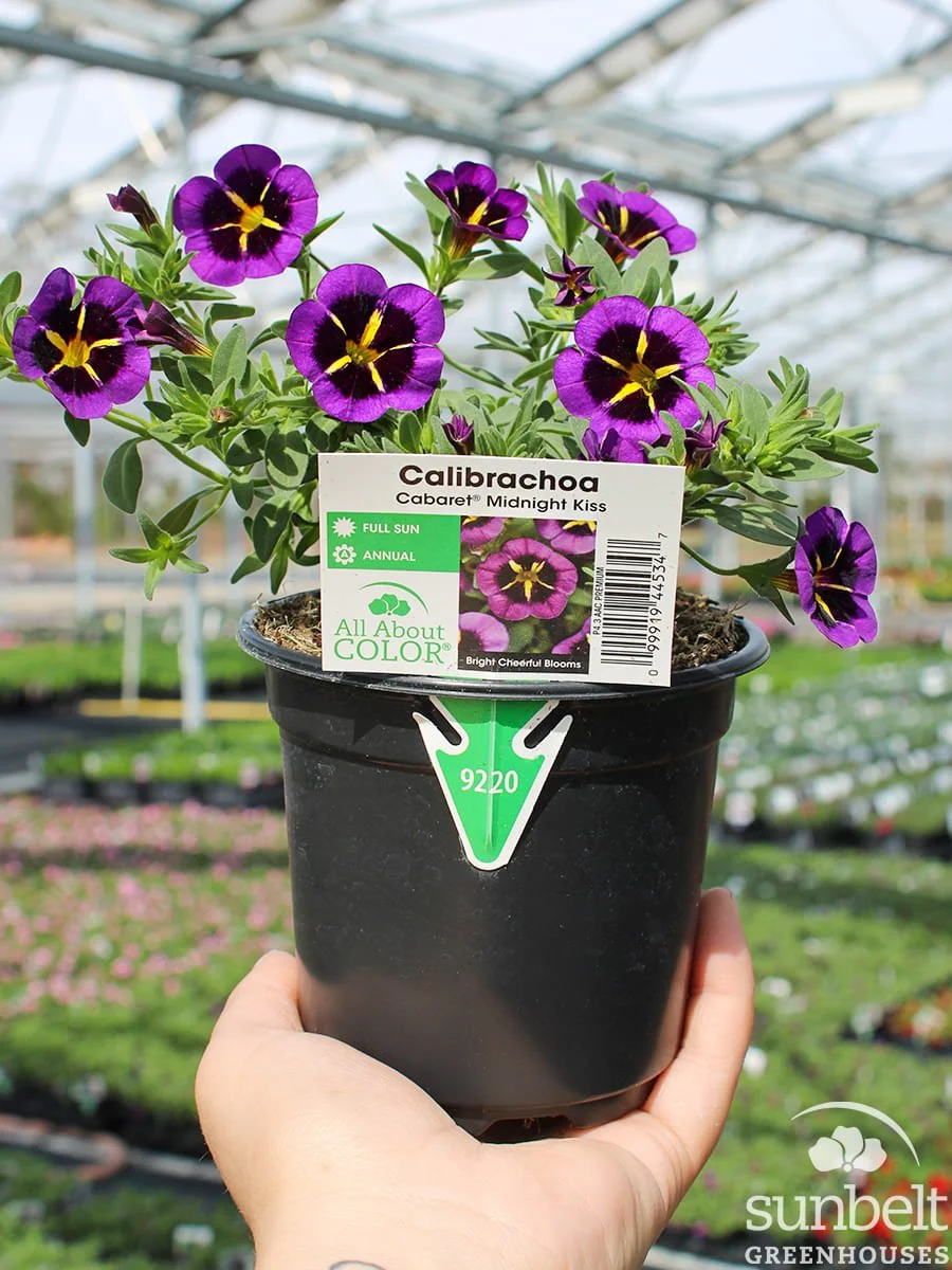 4.3" Calibrachoa Cabaret Midnight Kiss