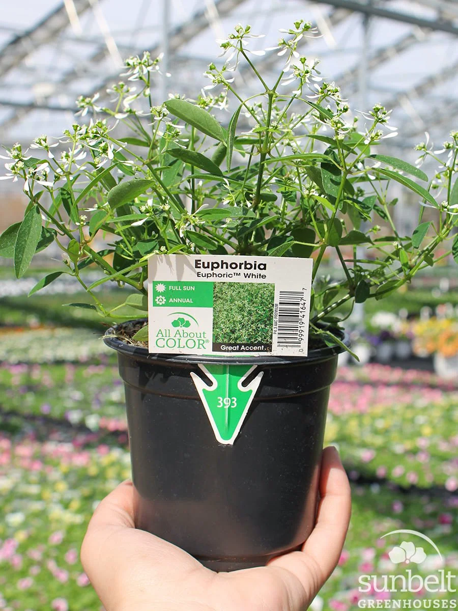 4.3" Euphorbia Euphoric White