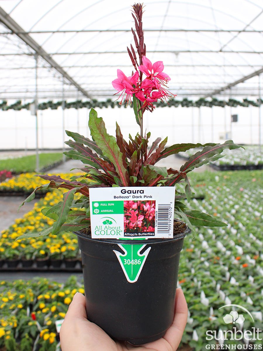 4.3" Gaura Belleza Dk Pink