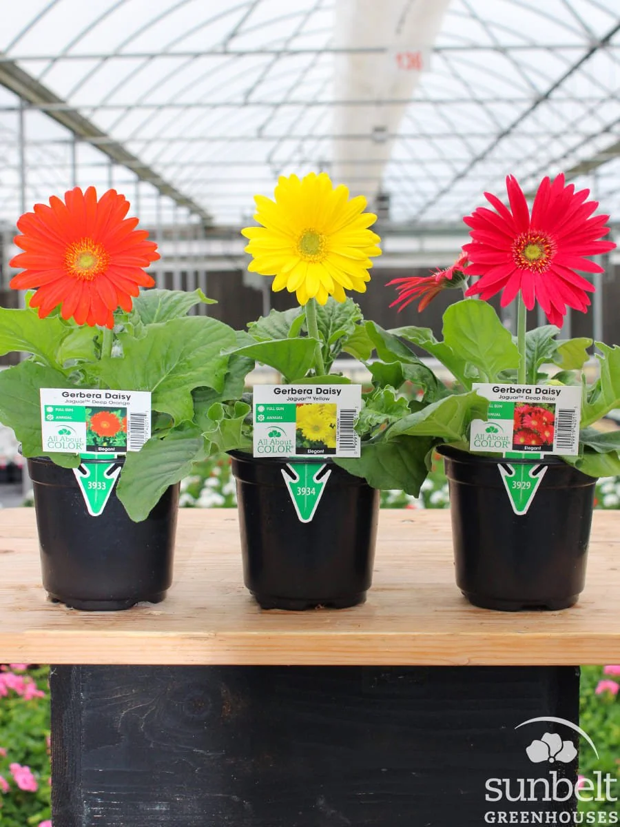 4.3" Gerbera Jaguar series (assorted)