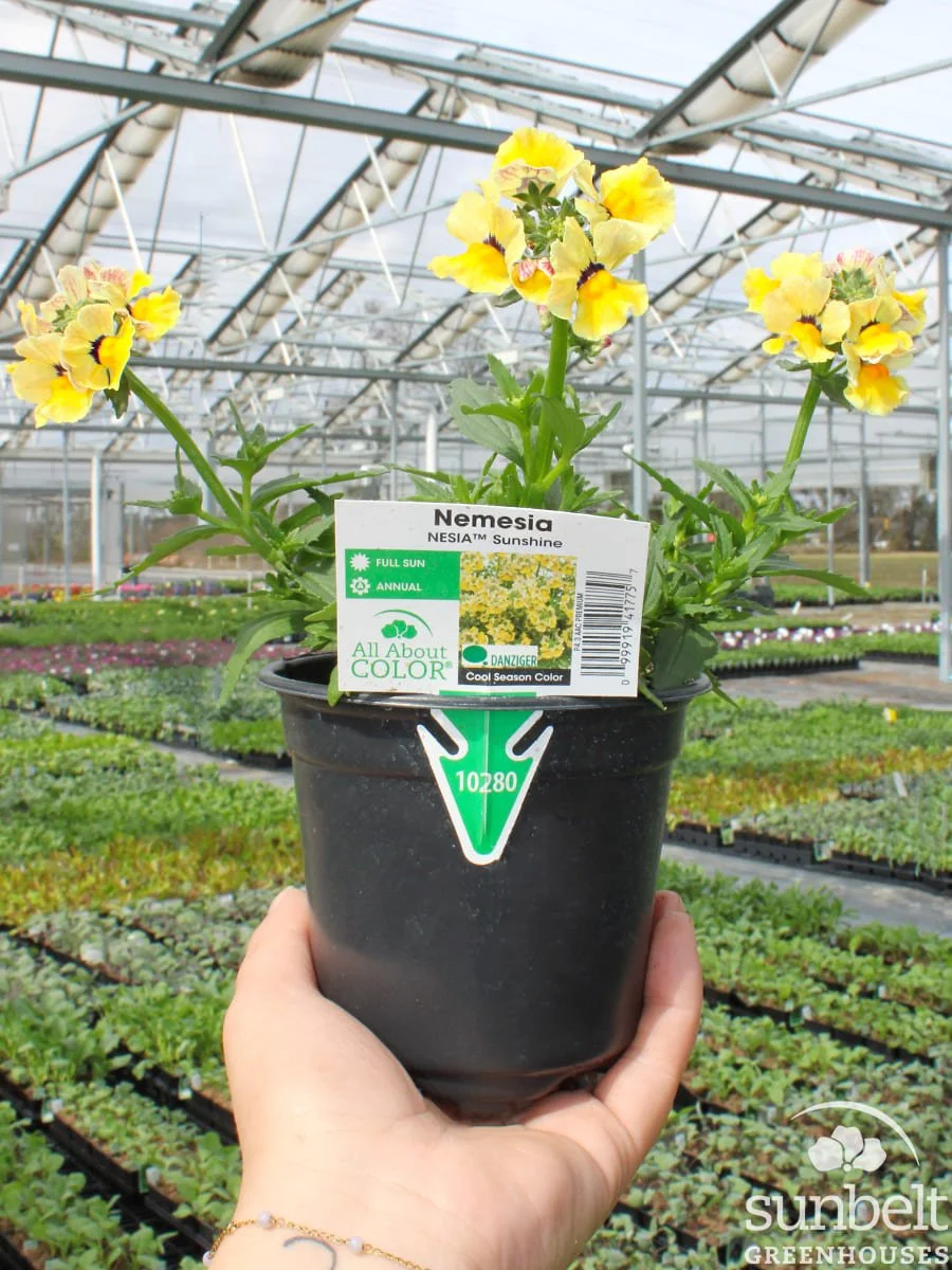 4.3" Nemesia Nesia Sunshine