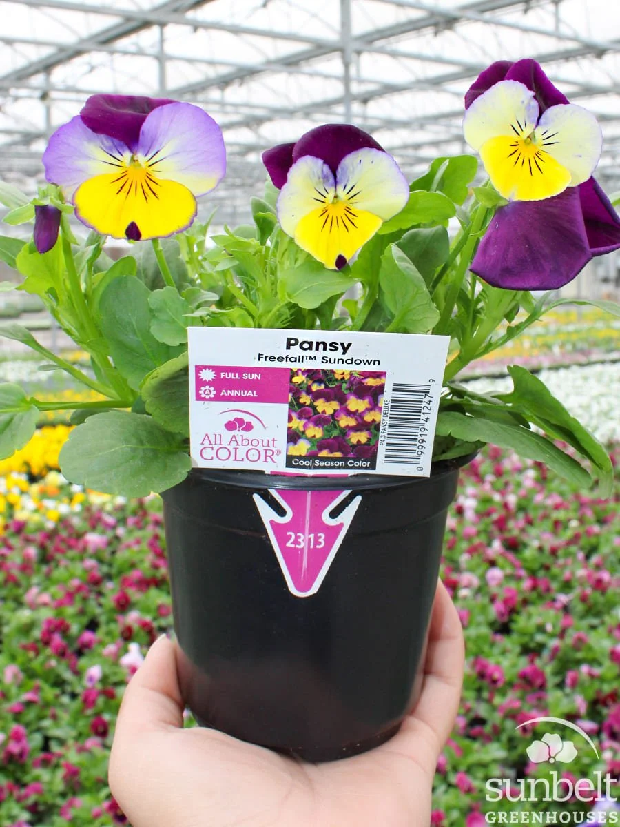 4.3" Pansy Freefall Sundown