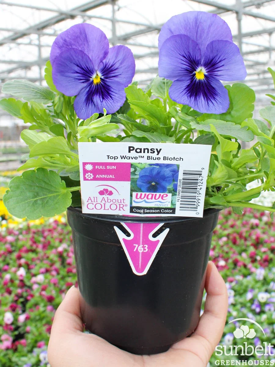 4.3" Pansy Top Wave Blue Blotch