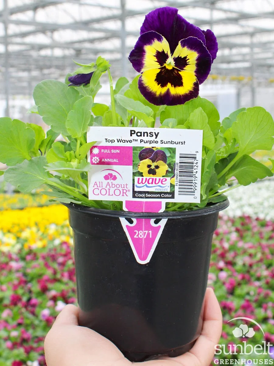 4.3" Pansy Top Wave Purple Sunburst