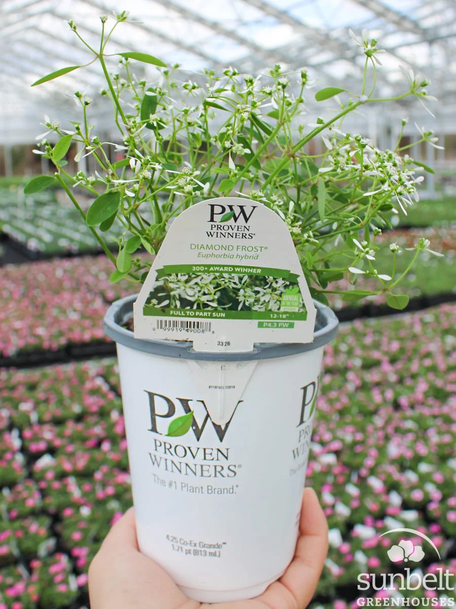 4.3" PW Euphorbia Diamond Frost