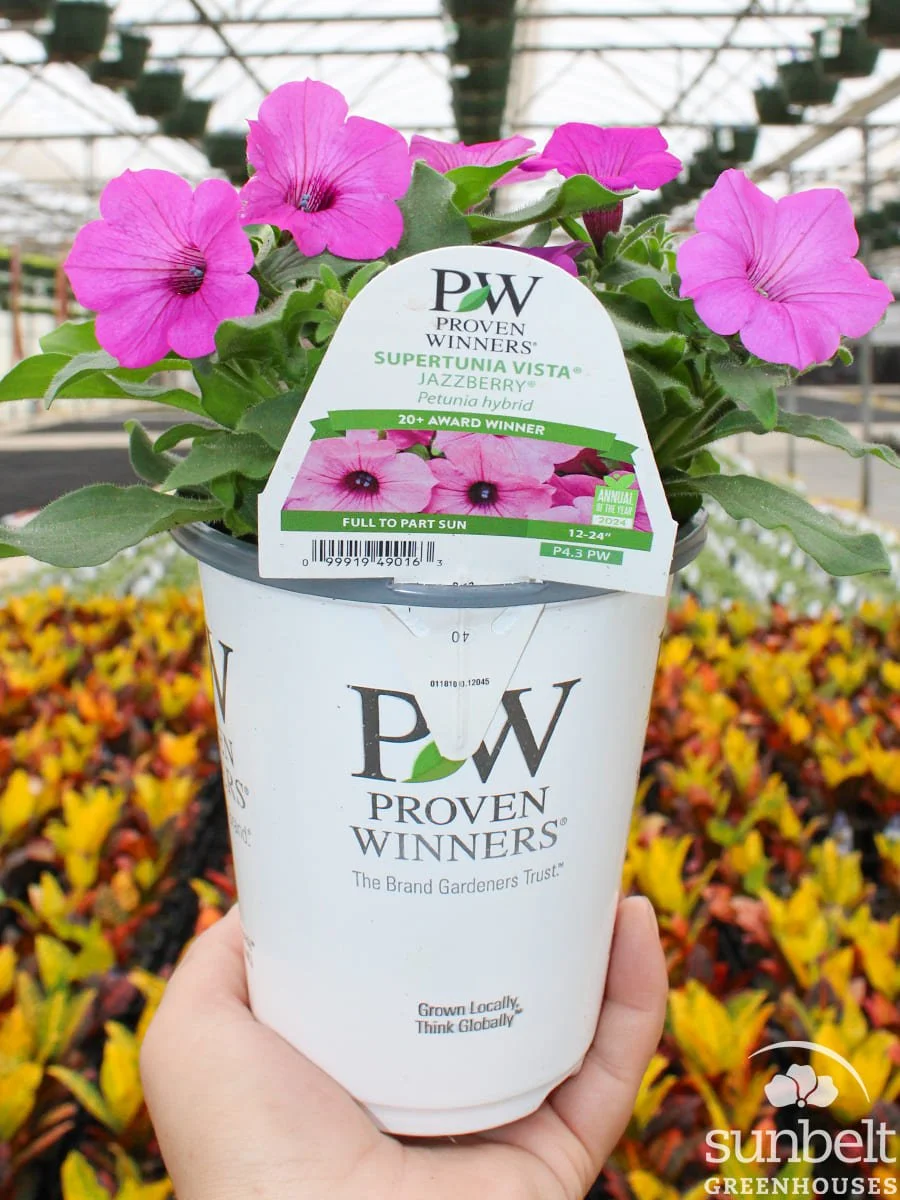 4.3" PW Supertunia Jazzberry