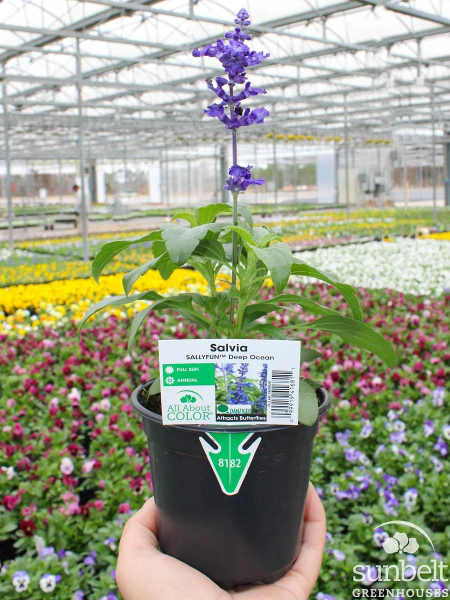 4.3" Salvia Sallyfun Dp Ocean