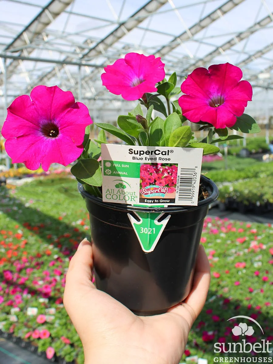 4.3" SuperCal Blue Eyed Rose