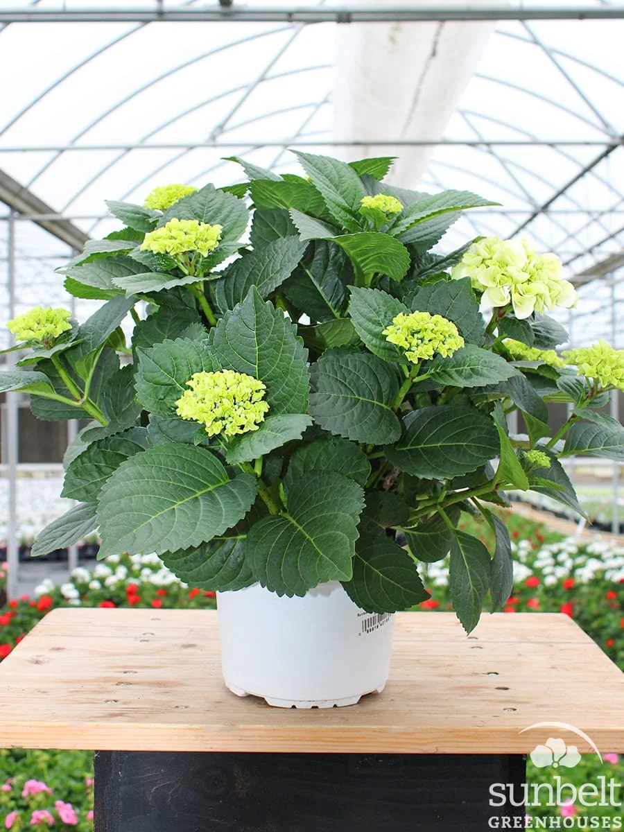 6" Hydrangea HI Crystal Palace White