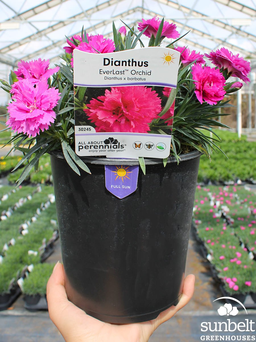 6.3" Dianthus Everlast Orchid