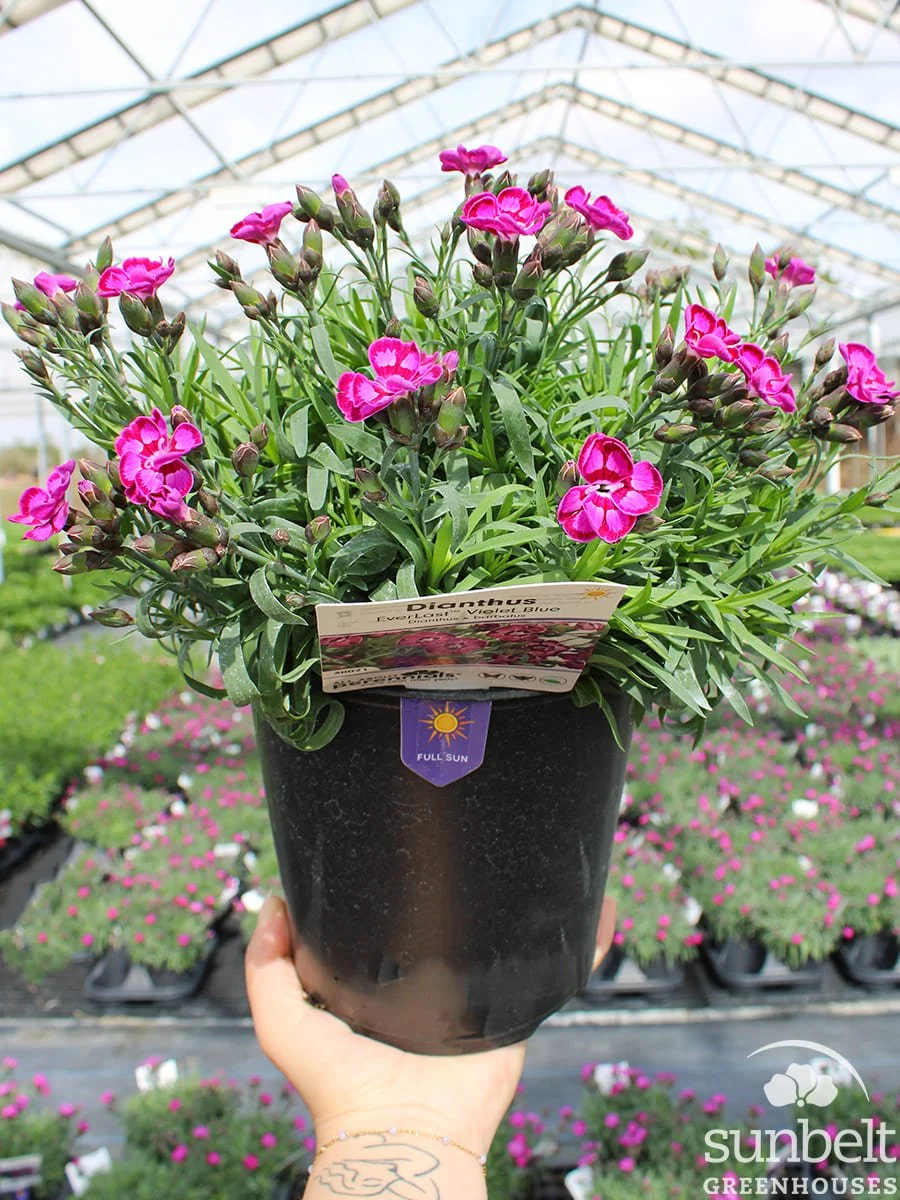 6.3" Dianthus Everlast Violet Blue