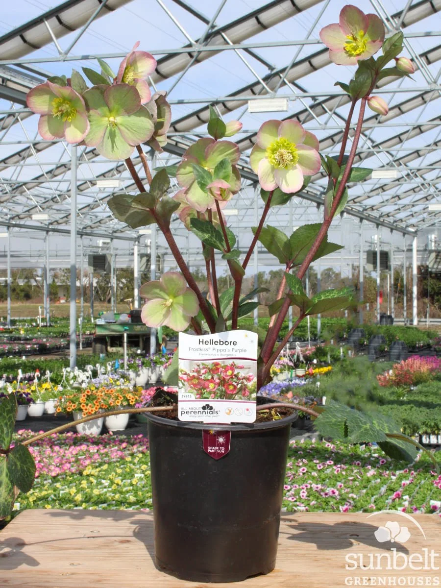 6.3" Hellebores Frostkiss Pippa's Purple