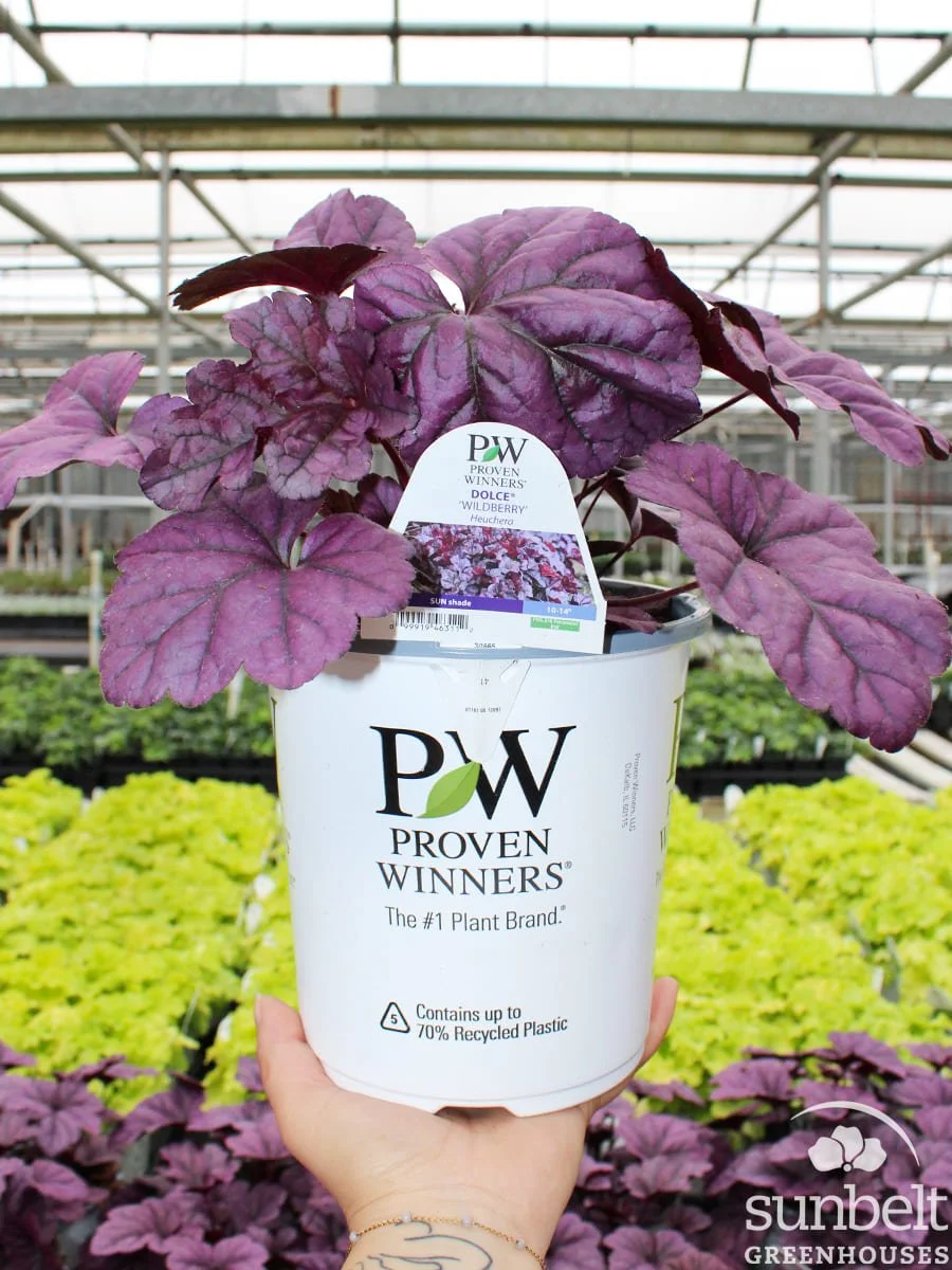 6.3" PW Heuchera Dolce Wildberry