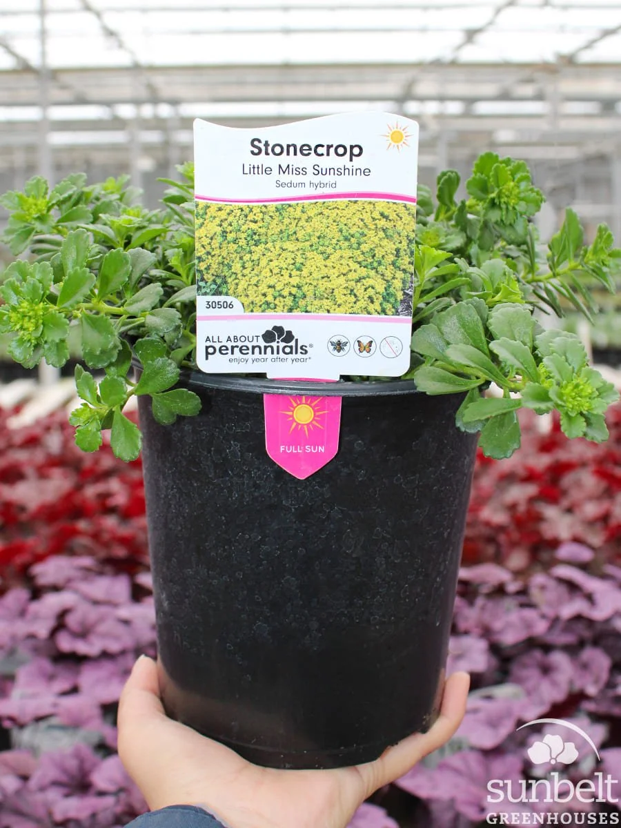 6.3" Sedum Litel Miss Sunshine