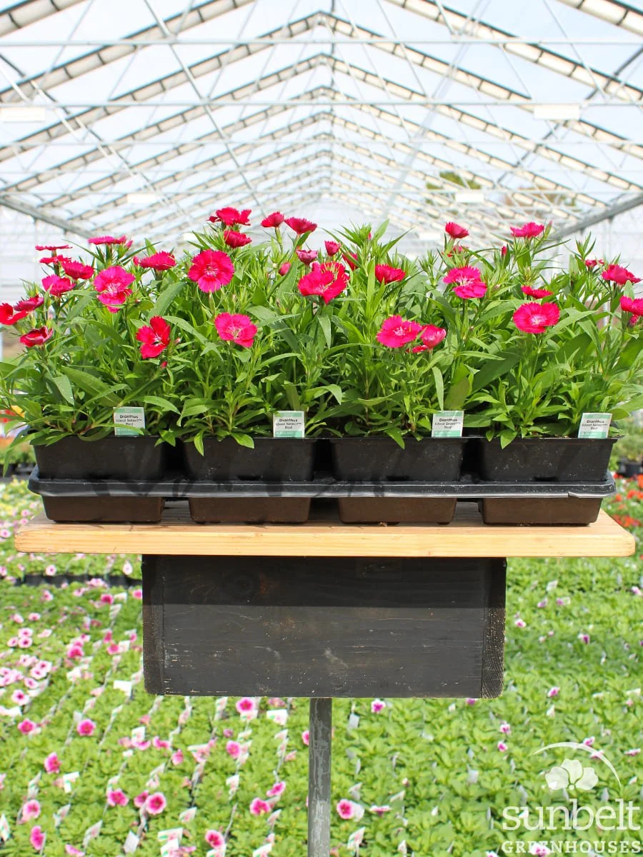 8-04 Dianthus Ideal Select Red
