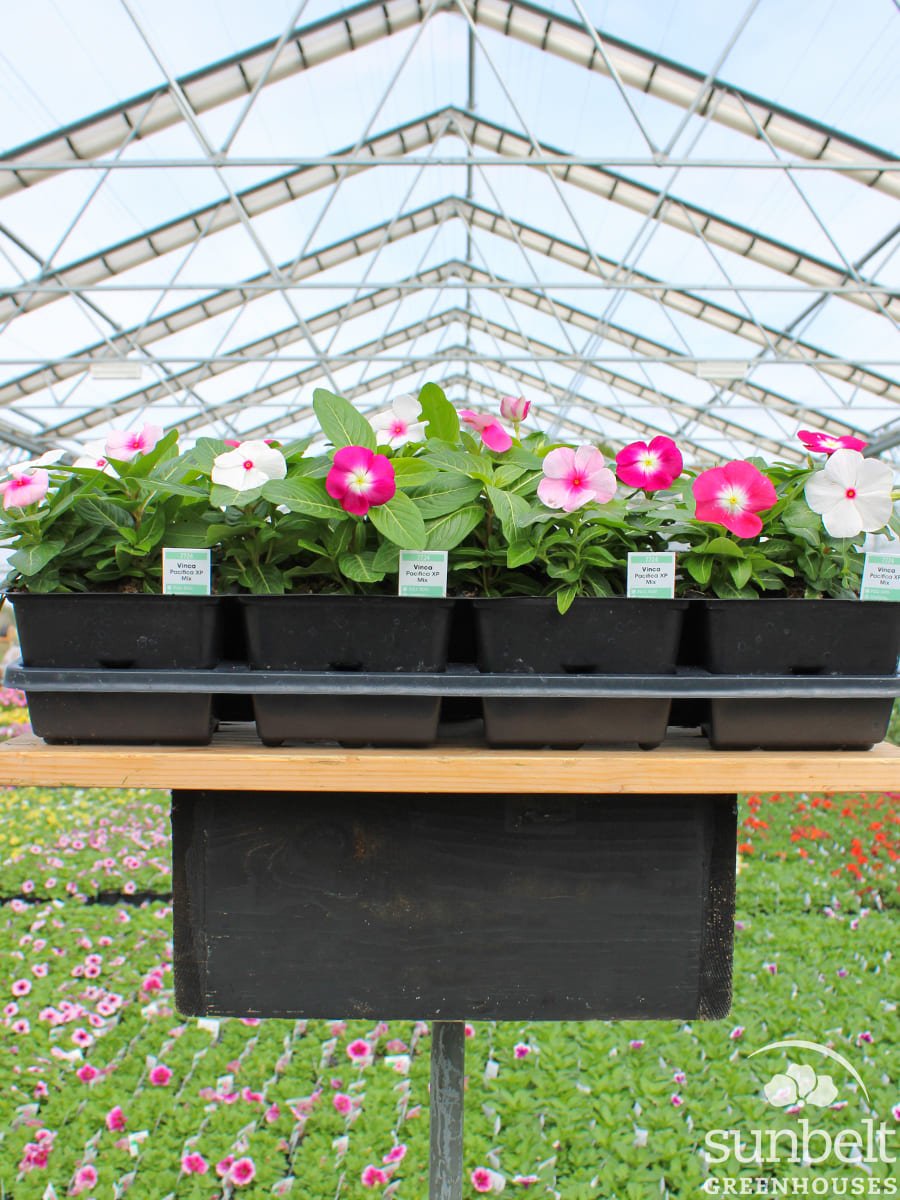 8-04 Vinca Pacifica Mix