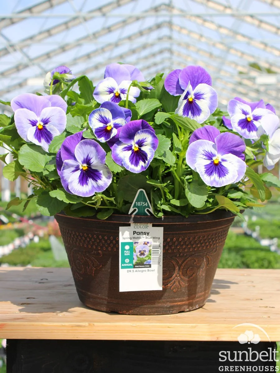 9" Bowl Pansy Spring Matrix Blue Wing