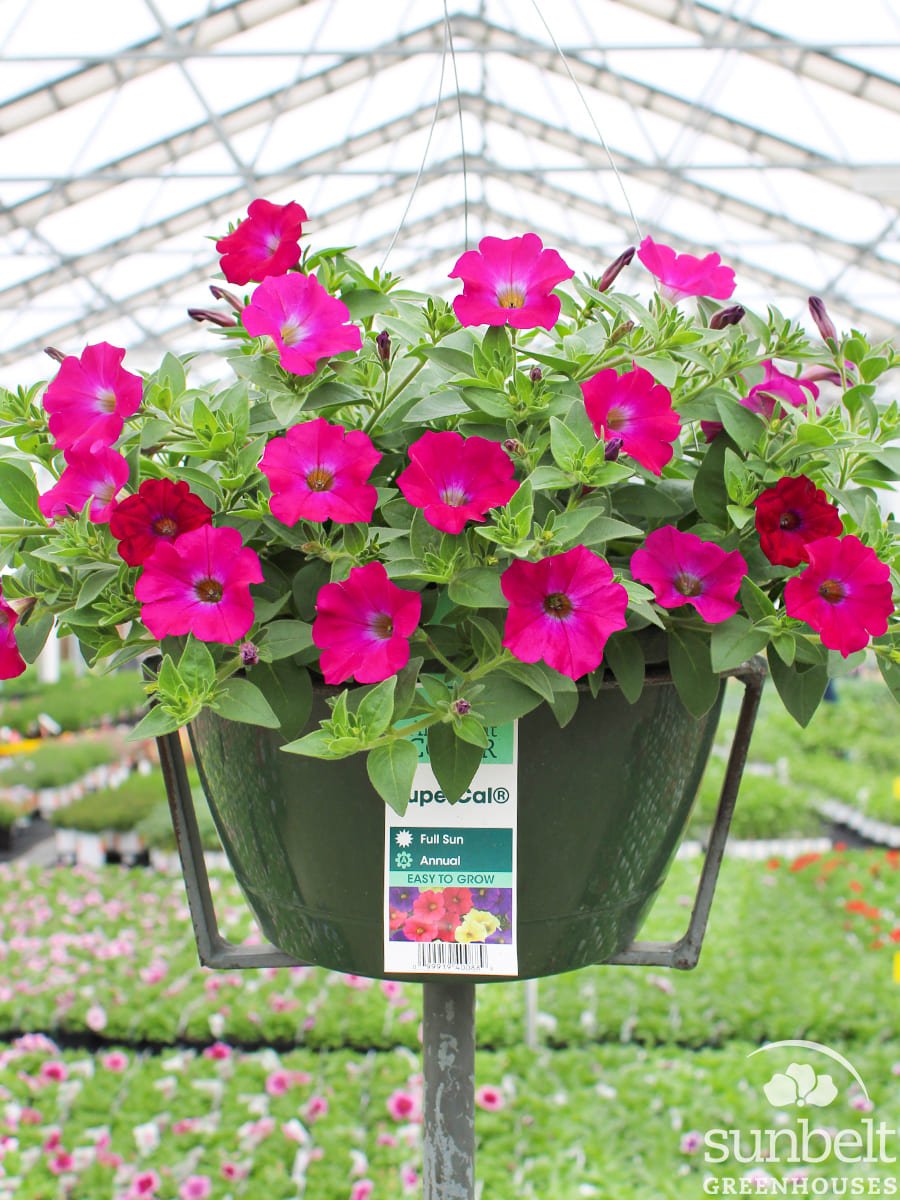 11" HB SuperCal Blue Eyed Rose