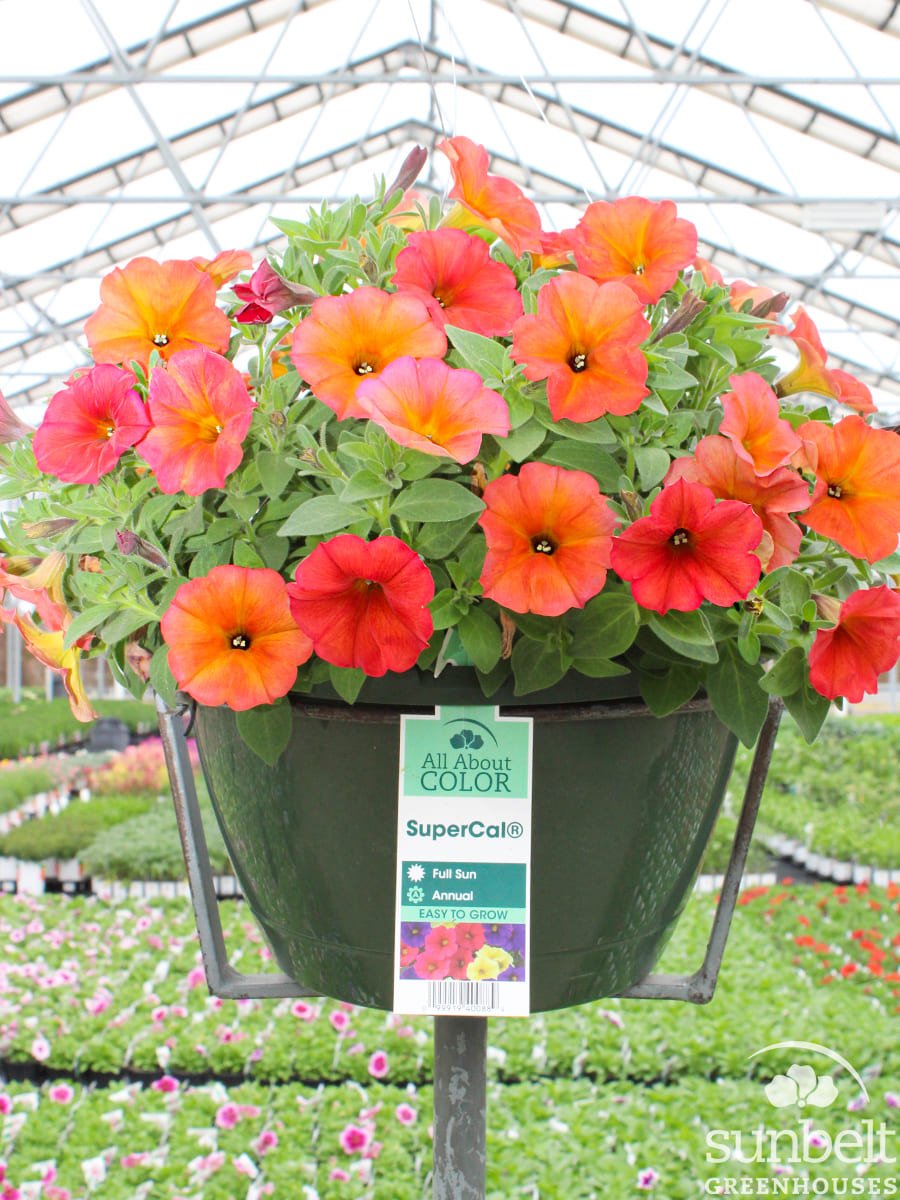 11" HB SuperCal Red Maple