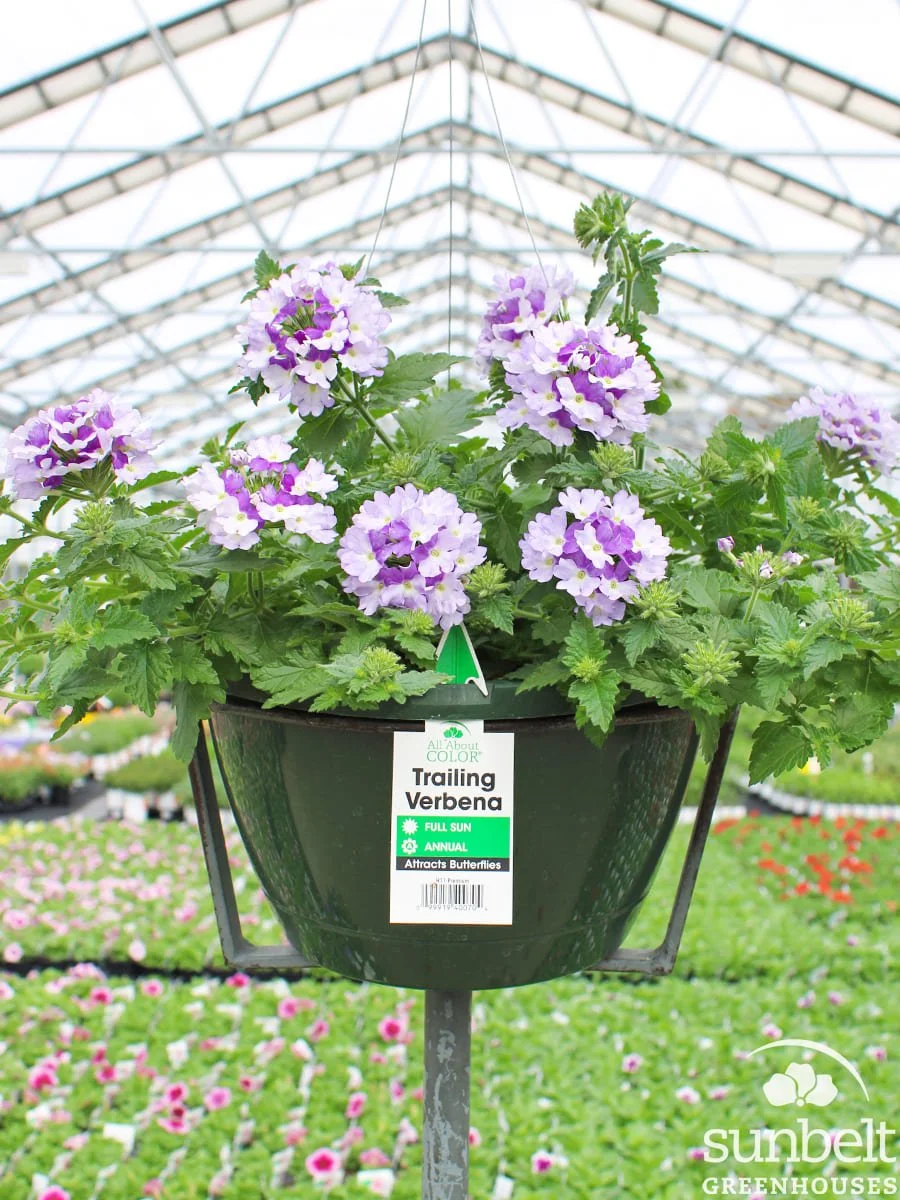 11" HB Verbena Vanessa Bicolor Indigo