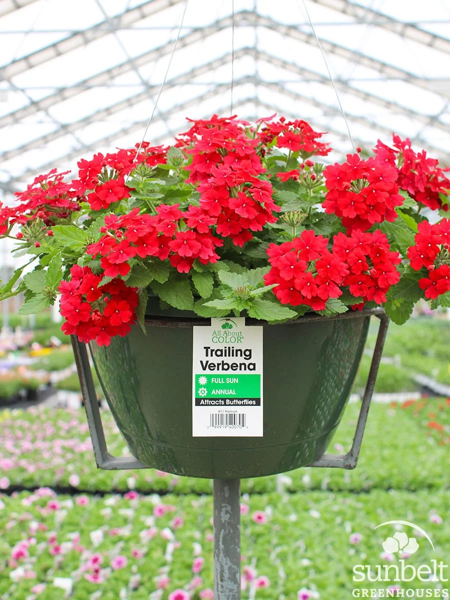 11" HB Verbena Vanessa Red