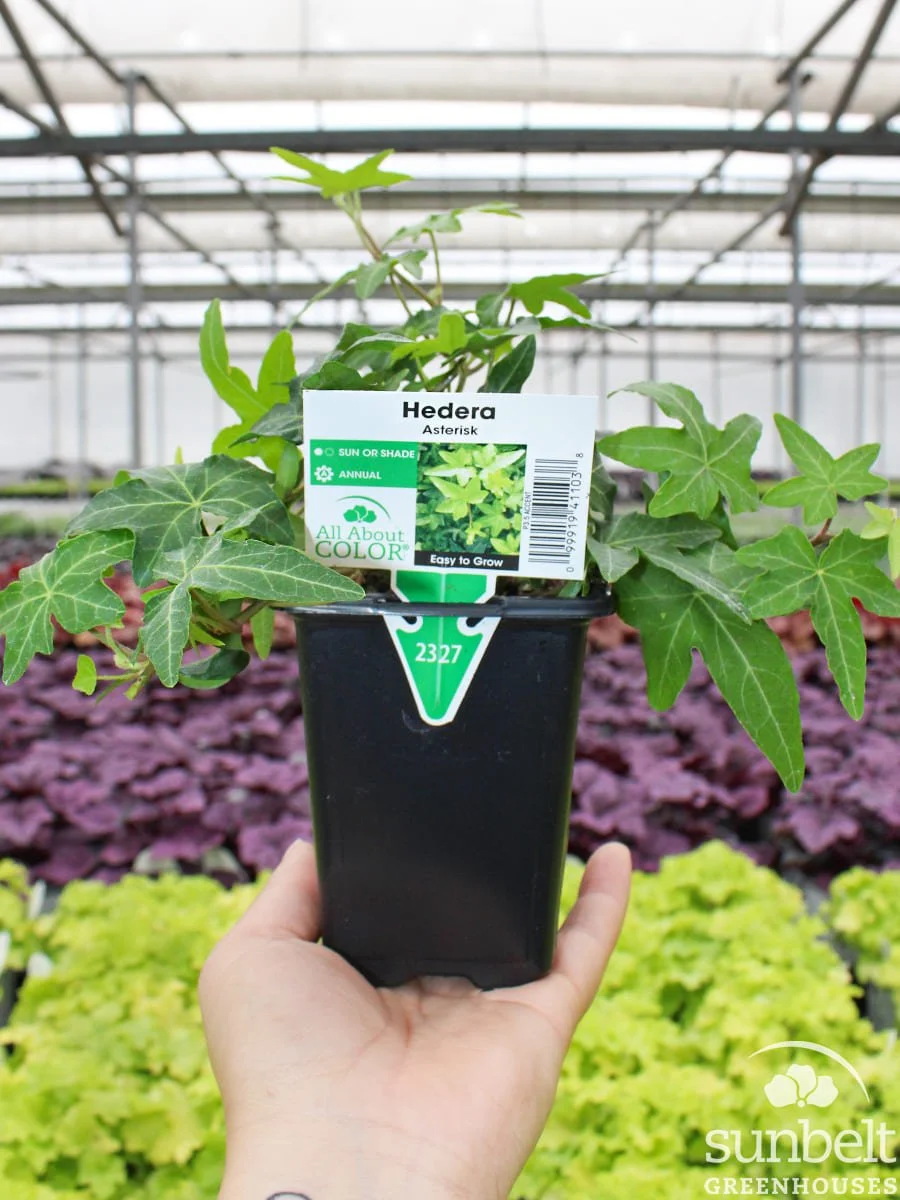 3.5" Hedera Ivy Asterisk