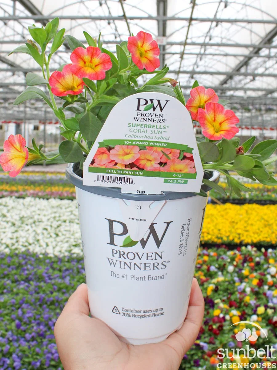 4.3" PW Calibrachoa Coral Sun