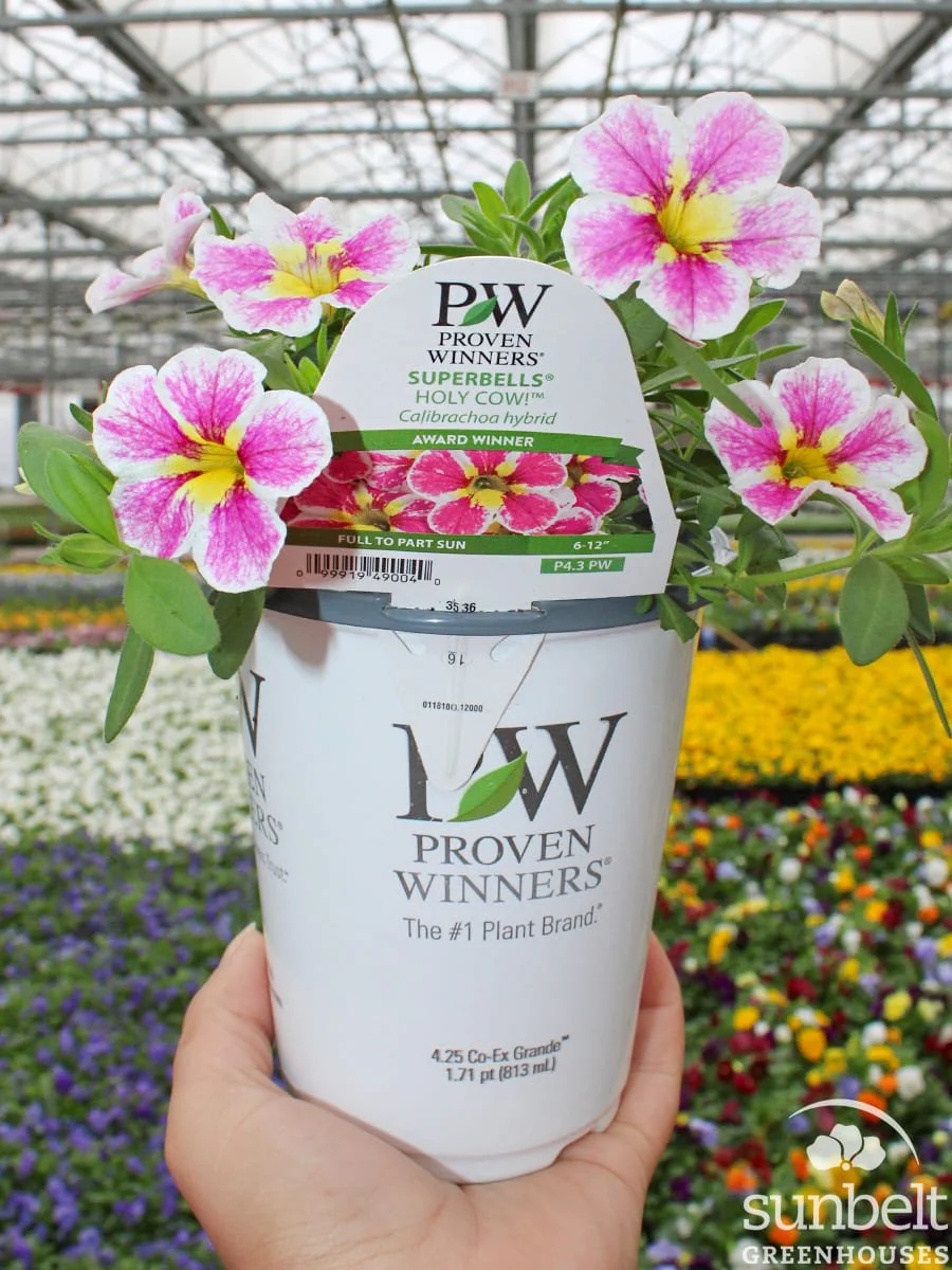 4.3" PW Calibrachoa Holy Cow!