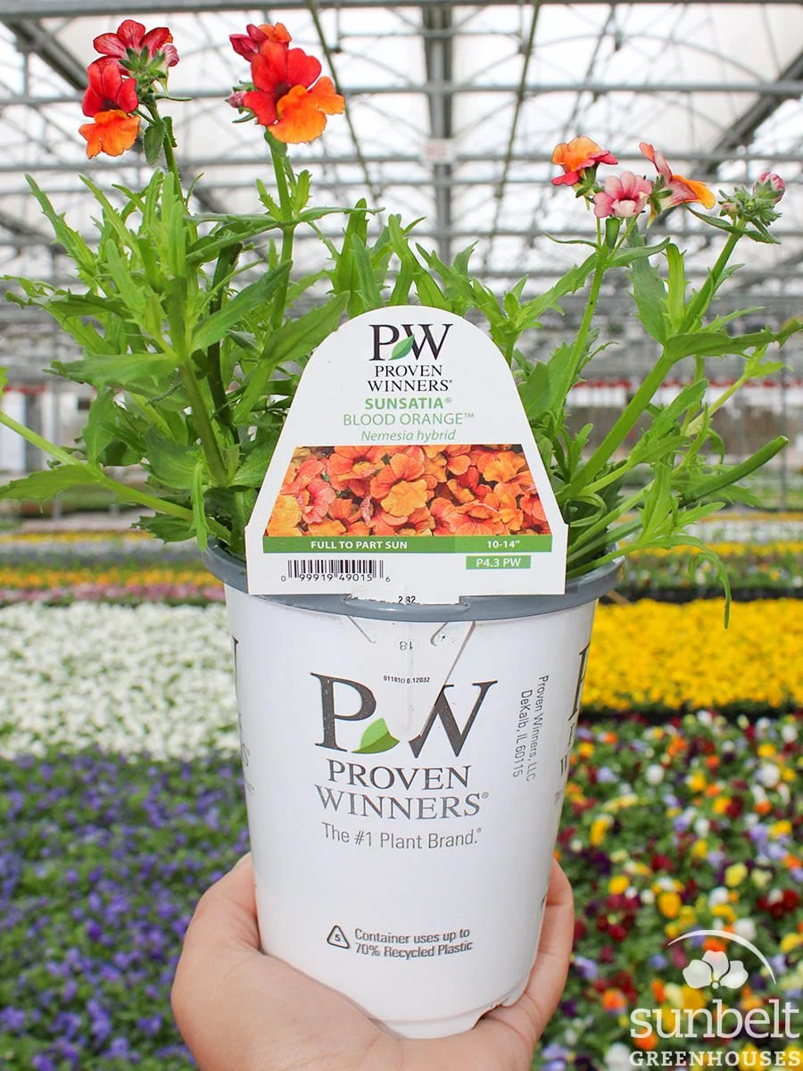 4.3" PW Nemesia Sunsatia Blood Orange