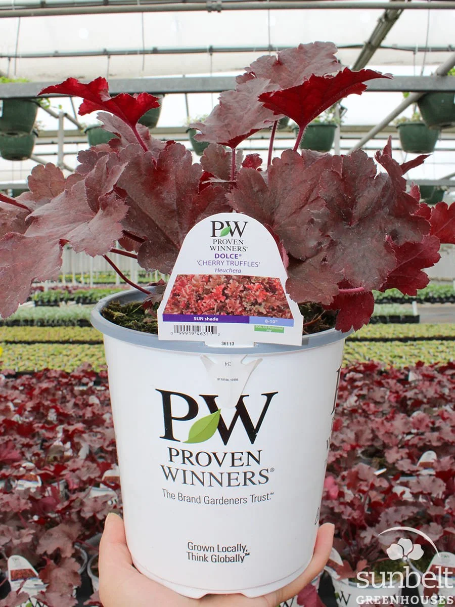 6.3" PW Heuchera Dolce Cherry Truffles