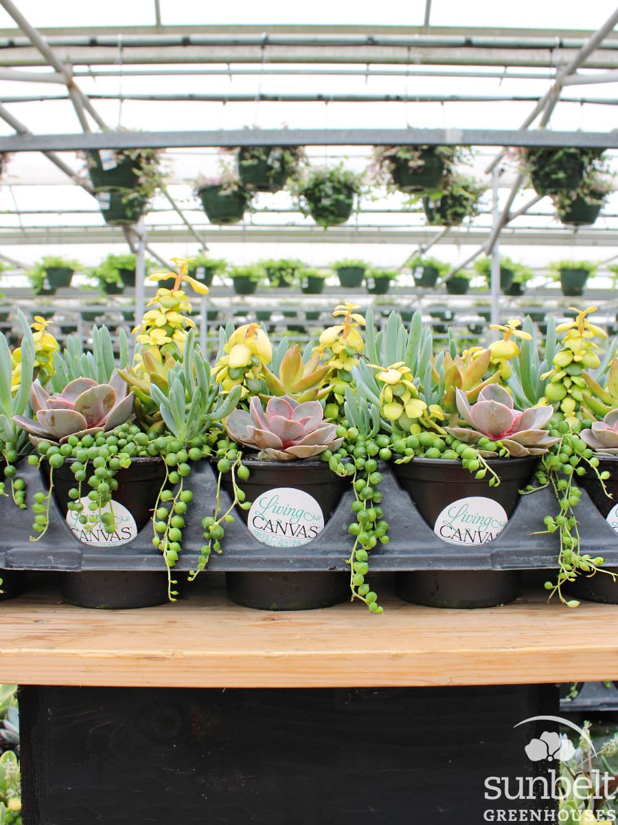 4.5" Succ Backyard Bonfire