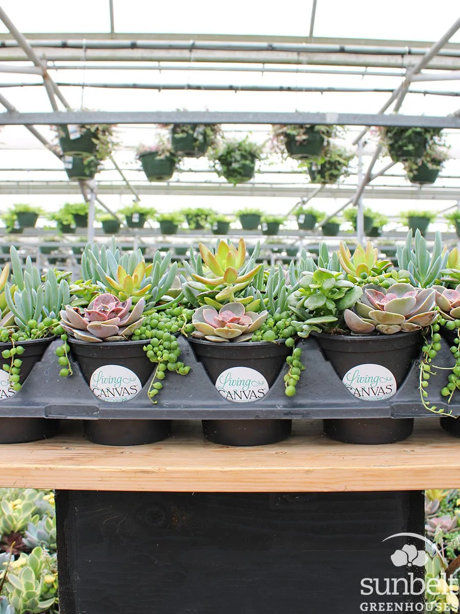 4.5" Succ Seaside Suntan