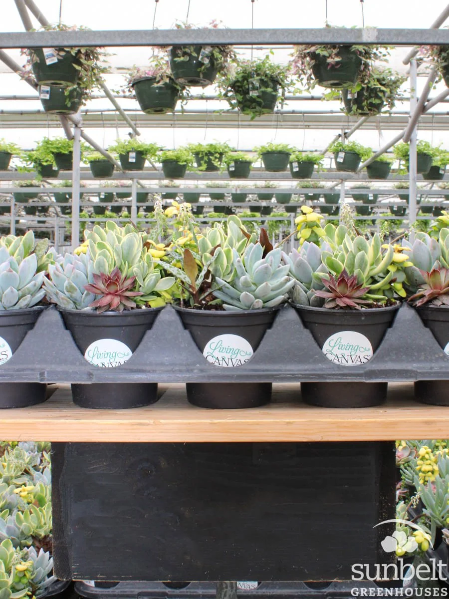 4.5" Succ Tahiti Tropics