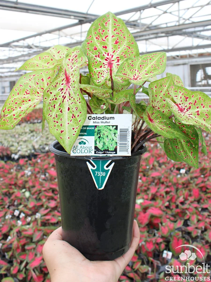 1Qt Caladium Miss Muffet