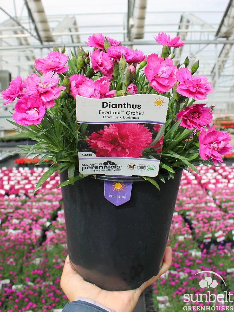 6.3" Dianthus Everlast Orchid